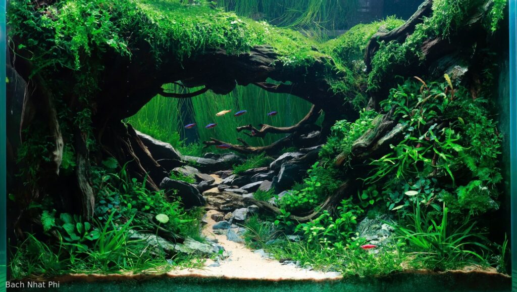 Renewal - Renewal (AGA 2025 #1212) - Aqua Plants Hub