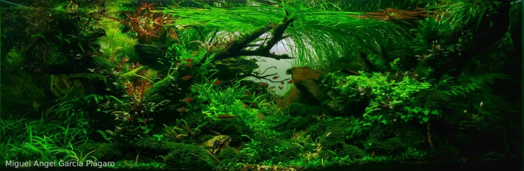 Requiem - Aqua Plants Hub