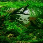 Requiem - Aqua Plants Hub