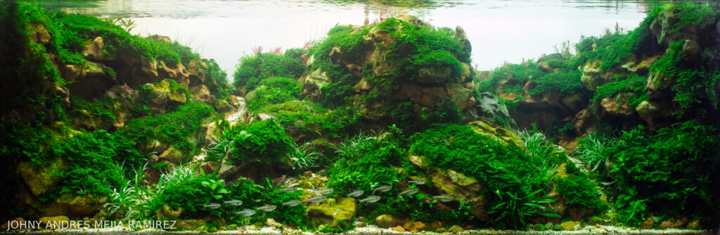 Resilience - Resilience (AGA 2025 #1317) - Aqua Plants Hub