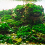 Resilience - Resilience (AGA 2025 #1317) - Aqua Plants Hub