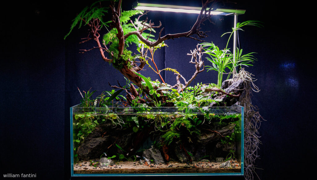 Resurgence Oasis - Aqua Plants Hub