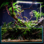 Resurgence Oasis - Aqua Plants Hub