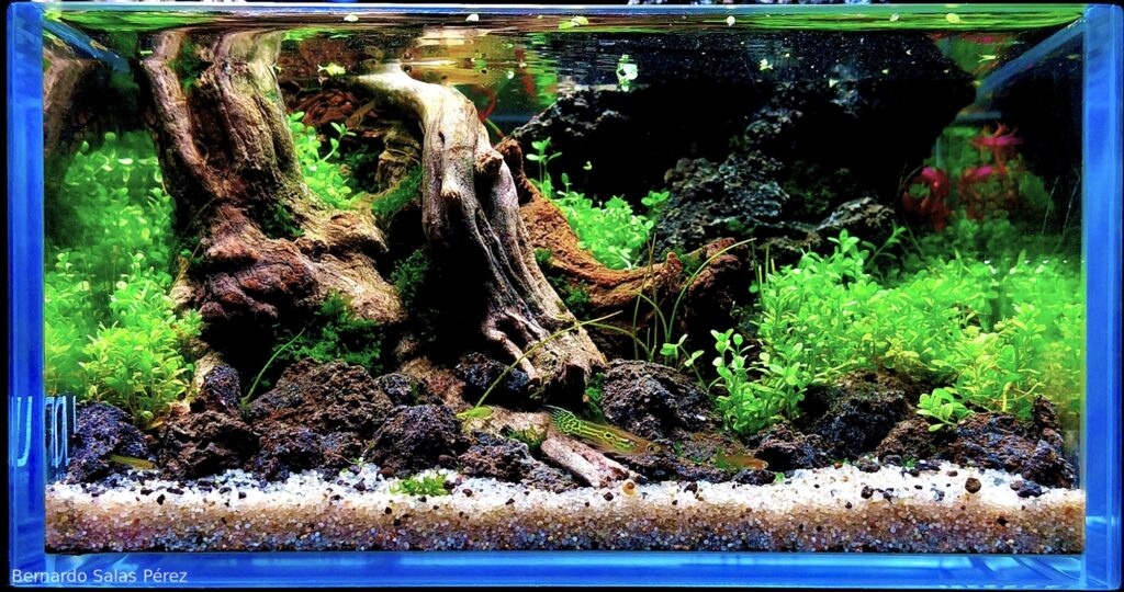 Return to Hidden Purity - Aqua Plants Hub
