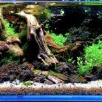 Return to Hidden Purity - Aqua Plants Hub