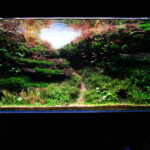 Return to Nature - Aqua Plants Hub