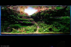 Return to Nature - Aqua Plants Hub