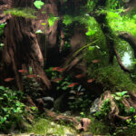 Reverse Flow ( - Aqua Plants Hub