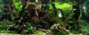 Reverse Flow ( - Aqua Plants Hub