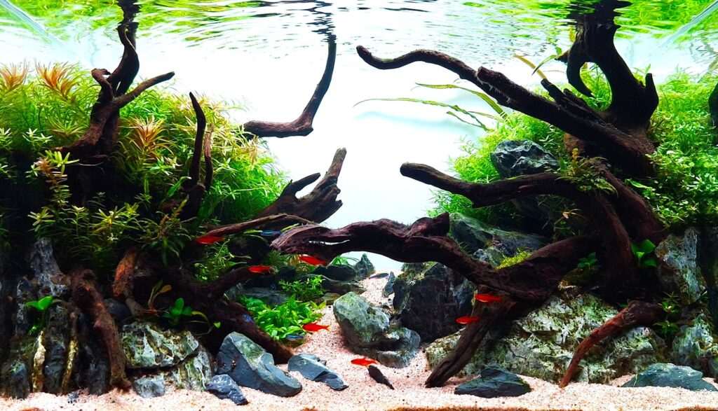 Right Path - Aqua Plants Hub