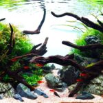 Right Path - Aqua Plants Hub