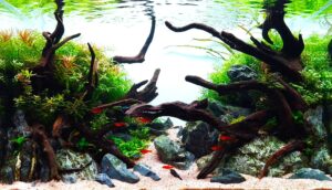 Right Path - Aqua Plants Hub