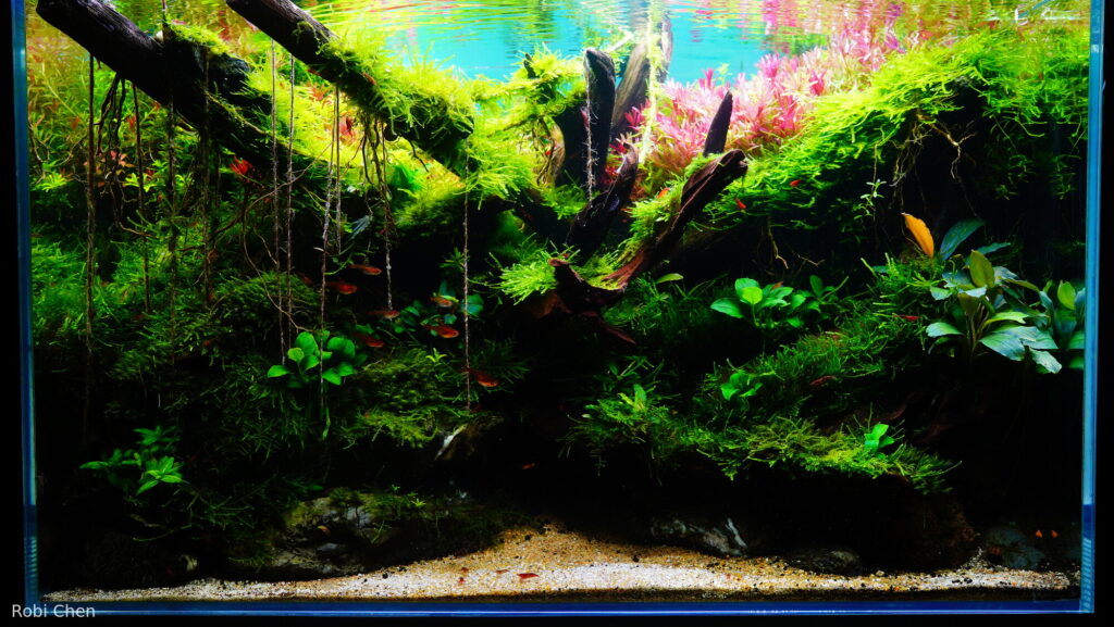 Rimba Toba - Aqua Plants Hub