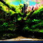 Rimba Toba - Aqua Plants Hub