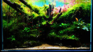 Rimba Toba - Aqua Plants Hub