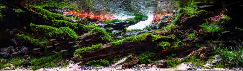 River Echoes - Aqua Plants Hub