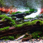 River Echoes - Aqua Plants Hub