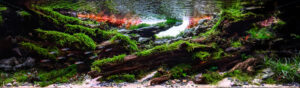 River Echoes - Aqua Plants Hub