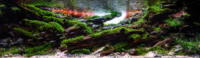 River Echoes