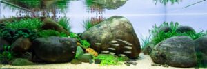River Falls - Aqua Plants Hub