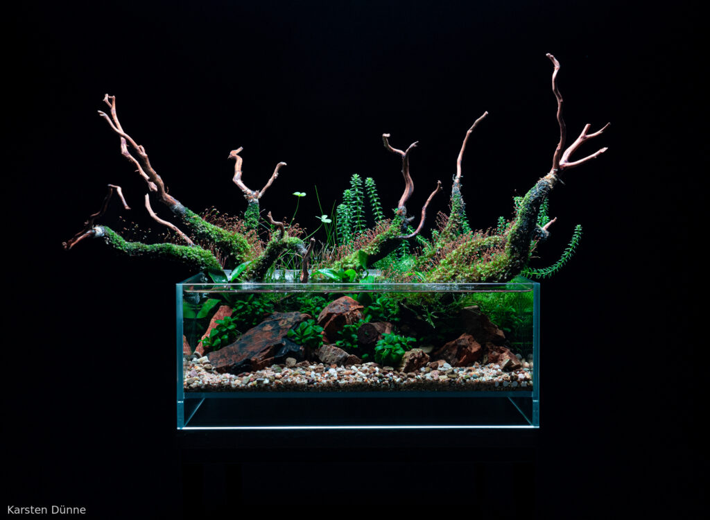 Rootbound spirits - Aqua Plants Hub