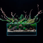 Rootbound spirits - Aqua Plants Hub