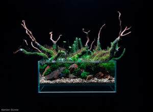 Rootbound spirits - Aqua Plants Hub