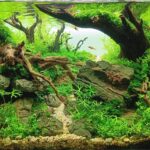 Roots of Serenity - Aqua Plants Hub