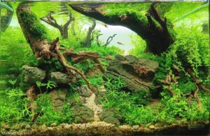 Roots of Serenity - Aqua Plants Hub