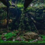Rough - Rough (AGA 2025 #1184) - Aqua Plants Hub