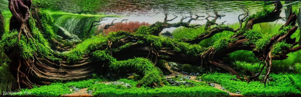 Rough - Rough (AGA 2025 #1185) - Aqua Plants Hub