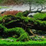 Rough - Rough (AGA 2025 #1185) - Aqua Plants Hub