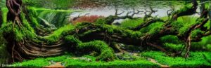 Rough - Rough (AGA 2025 #1185) - Aqua Plants Hub