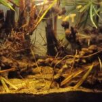 Rowo Pening - Aqua Plants Hub