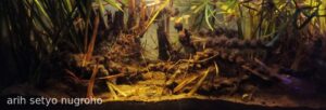 Rowo Pening - Aqua Plants Hub