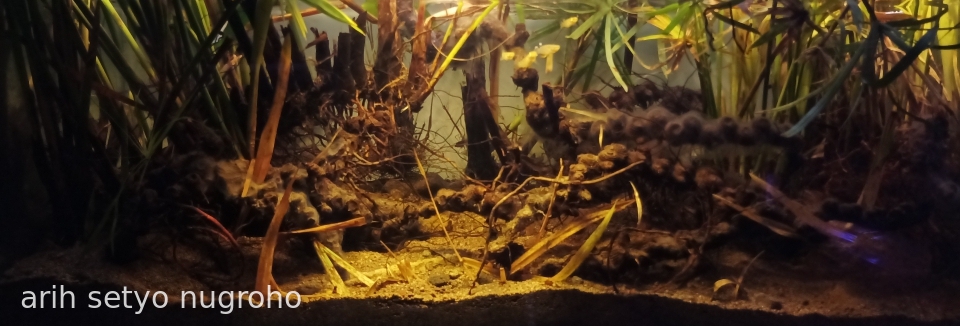 Rowo Pening - Aqua Plants Hub