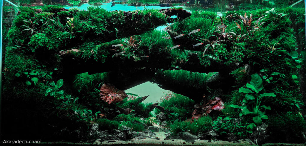 Ruin - Aqua Plants Hub