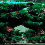 Ruin - Aqua Plants Hub