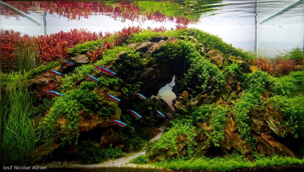 Run and hide - Aqua Plants Hub