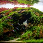 Run and hide - Aqua Plants Hub