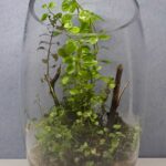 Runar - Aqua Plants Hub