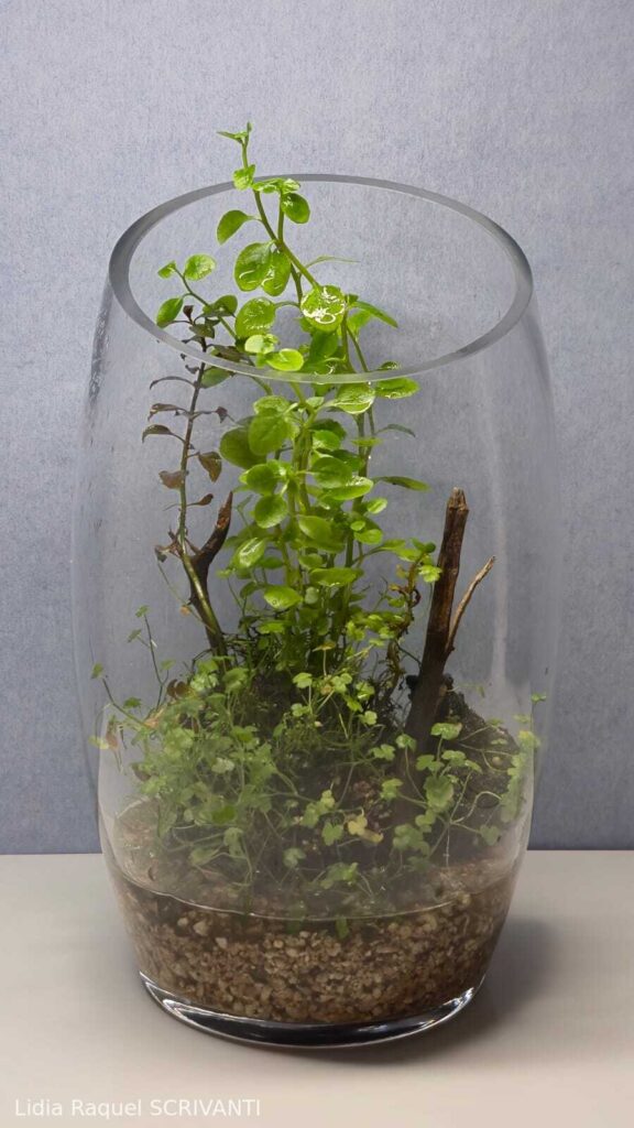 Runar - Aqua Plants Hub