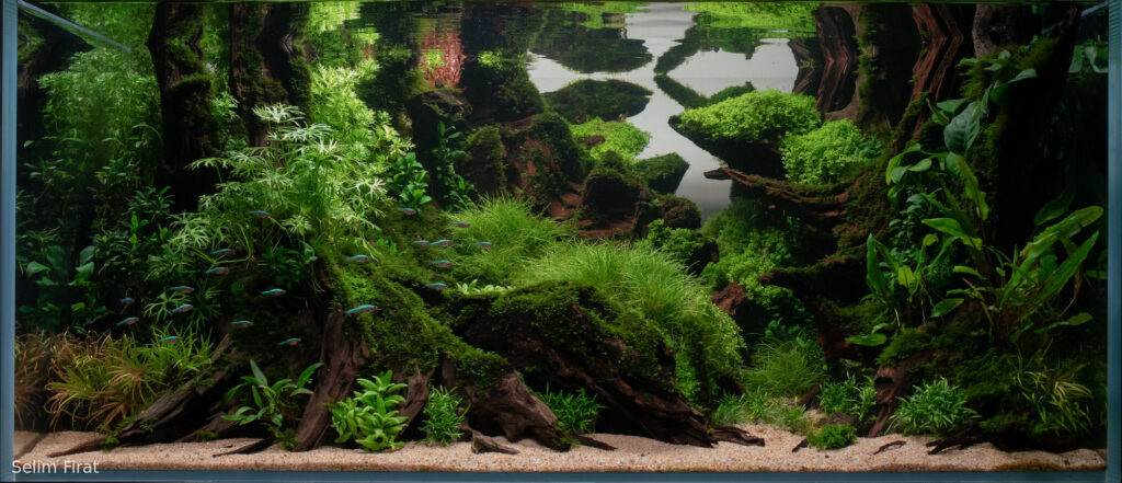 Sanctuary - Sanctuary (AGA 2025 #1277) - Aqua Plants Hub