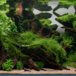 Sanctuary - Sanctuary (AGA 2025 #1277) - Aqua Plants Hub