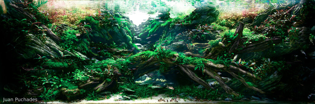 Sanctuary - Sanctuary (AGA 2025 #1313) - Aqua Plants Hub