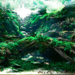 Sanctuary - Sanctuary (AGA 2025 #1313) - Aqua Plants Hub