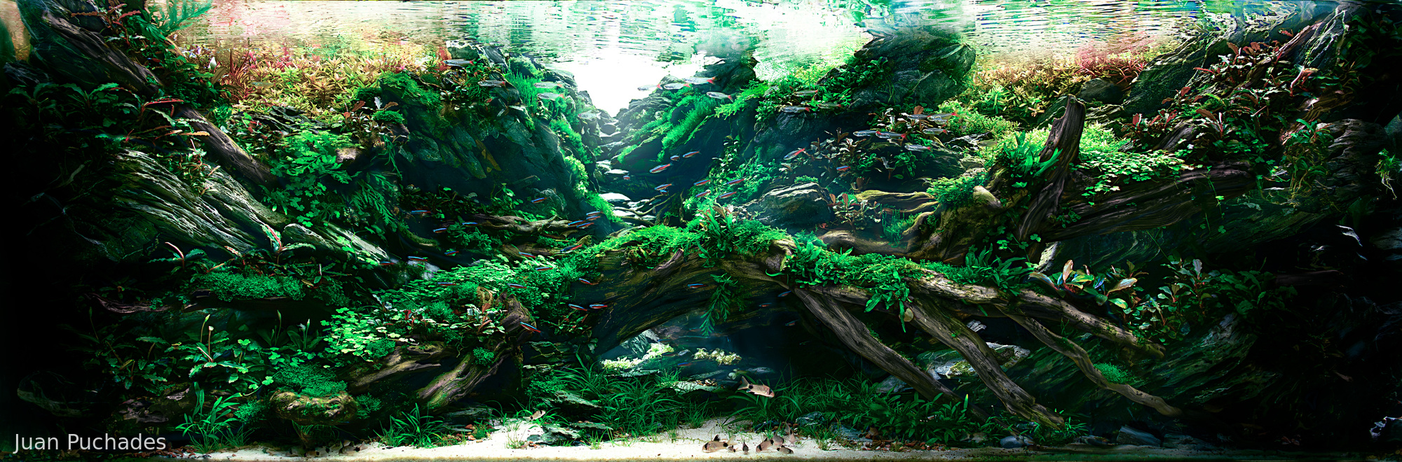 Sanctuary - Sanctuary (AGA 2025 #1313) - Aqua Plants Hub