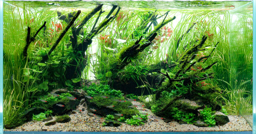 Shizen - Aqua Plants Hub