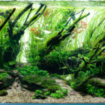 Shizen - Aqua Plants Hub