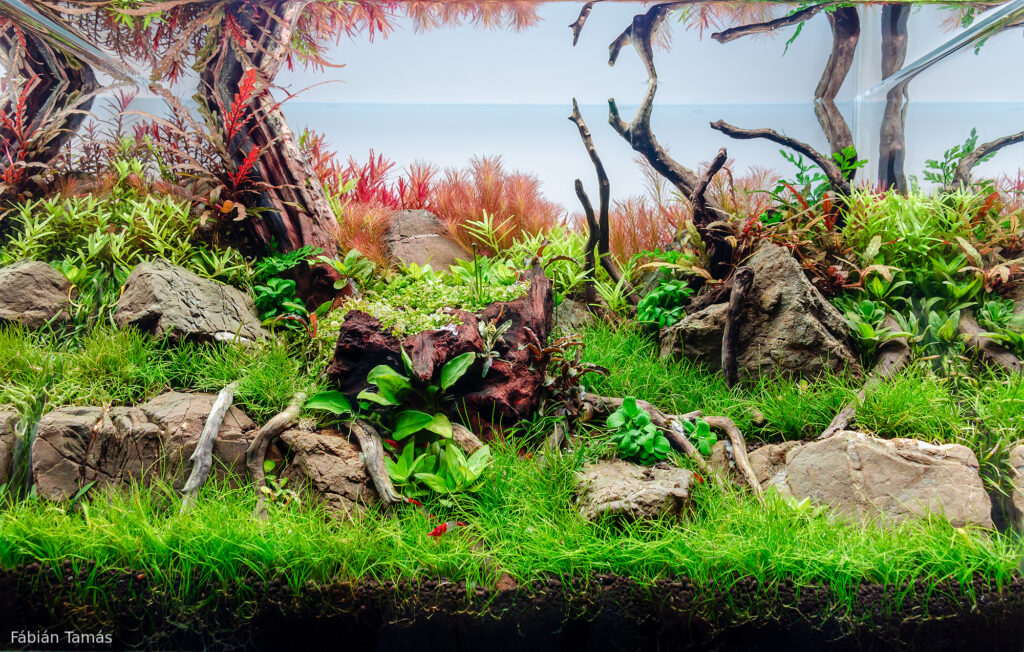 Silent Grove - Aqua Plants Hub